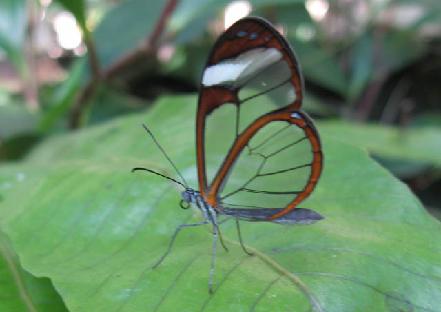The first glass butterfly I ever met. Amazing. This is the Green Hills Butterfly Farm in Belize.